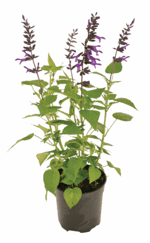 Salvia 'Black & Bloom'