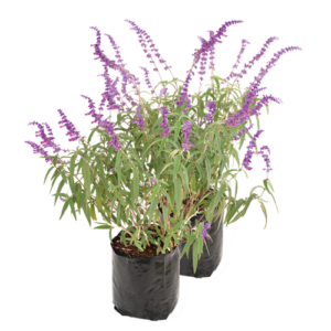 Salvia Leucantha 4L