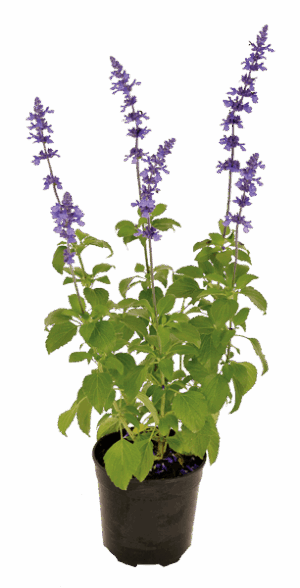 Salvia 'Mystic Spires'