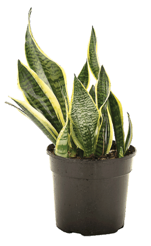 Sanservieria 'Golden Futura'
