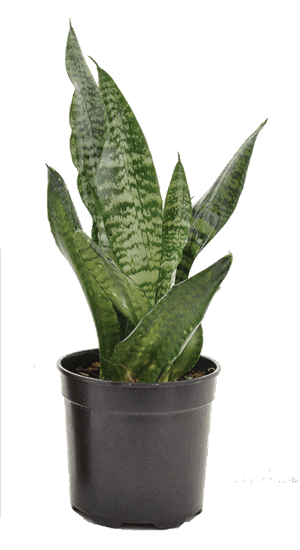 Sansevieria 'Hahnii'