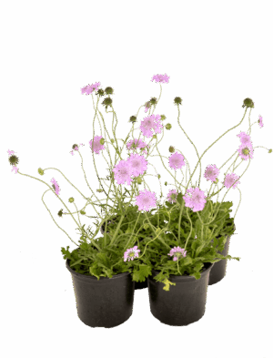 Scabiosa 'Pink Mist'