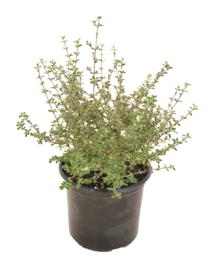 Serissa foetida