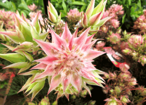 Serruria 'Tannie Evita'