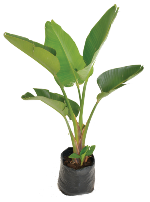 Strelitzia Nicolai