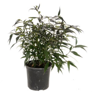 Strobilanthes Anisophyllus