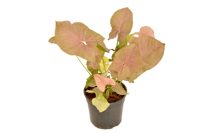 Syngonium Podophyllum 'Neon'