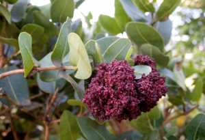 Syzgium Cordatum
