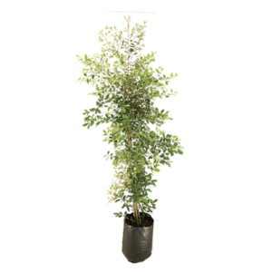 Syzygium Paniculatum