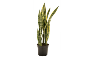 Sansevieria 'Laurentii'