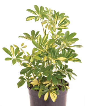 Schefflera 'Gold Capella'