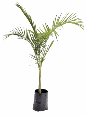 Seaforthia elegans
