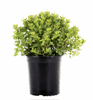 Searsia Crenata ‘Alex’