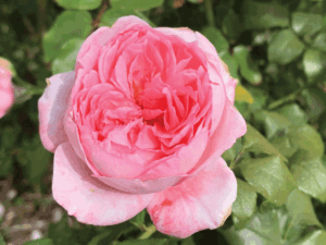 Rose 'Shirley Wallington'