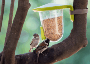 Singing Friend Feeder