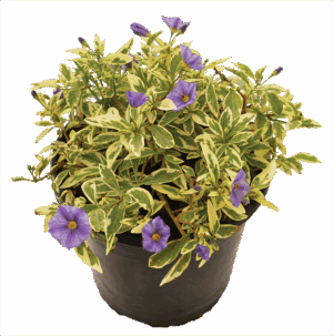 Solanum Rantonnetii