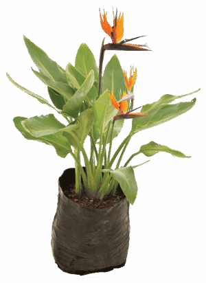 Strelitzia Reginae