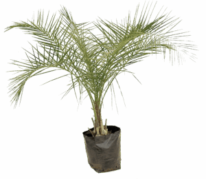 Syagrus coronata