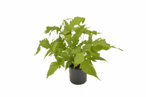 Tectaria Gemmifera