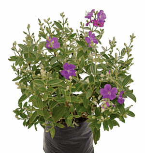 Tibouchina ‘Jules’