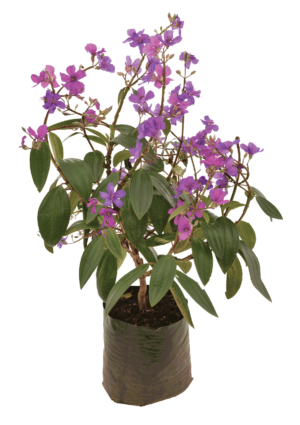 Tibouchina Granulosa