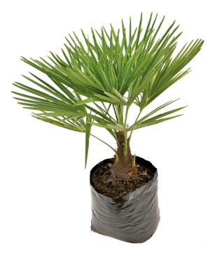 Trachycarpus Fortunei