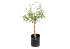 Vachellia Galpinii