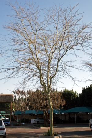 Vachellia Xanthophloea