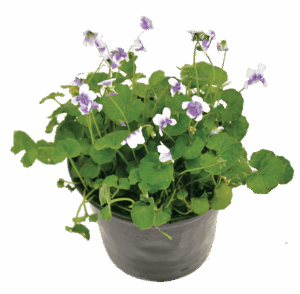Viola Hederacea