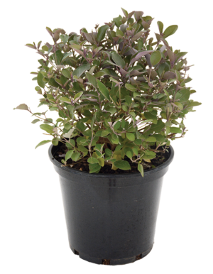 Vitex Trifolia