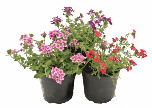 Verbena Mixed