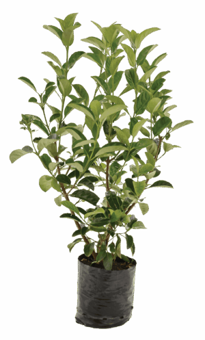 Viburnum Odoratissimum (Sinensis)
