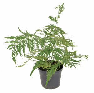 Giant Chain Fern