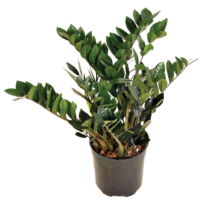 Zamioculcas 'Raven'