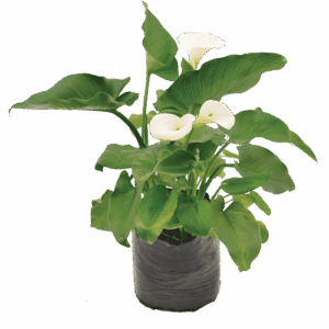 Zantedeschia  Aethiopica