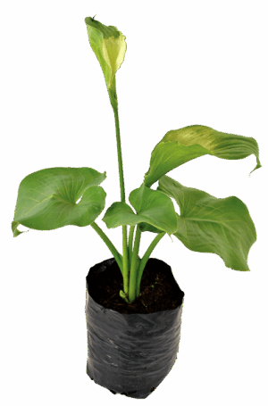 Zantedeschia 'Green Goddess'