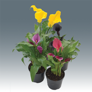 Zantedeschia Hybrids Mixed 15cm