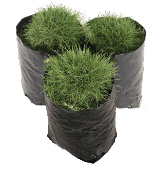 Zoysia tenuifolia