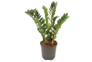 Zamioculcas zamiifolia