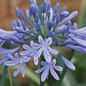 Agapanthus 'New Blue'