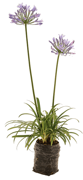 Agapanthus 'Peter Pan'