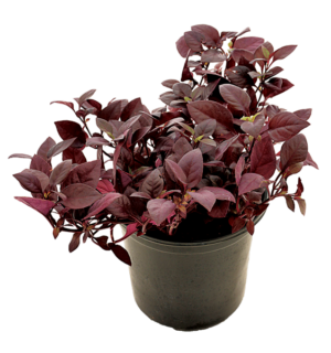 Alternanthera 'Little Ruby'