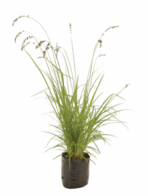 Chlorophytum saundersiae