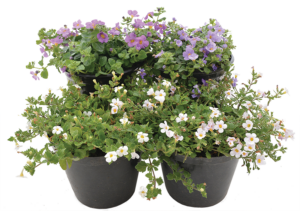 Sutera Cordata