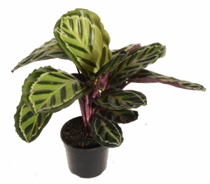 Calathea Roseo Picta