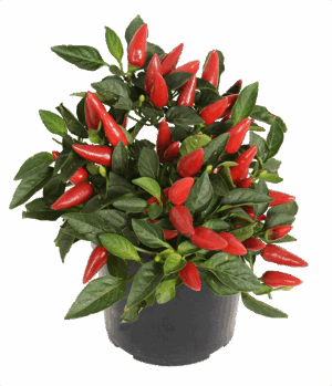 Capsicum Ornamental Chilli 14cm