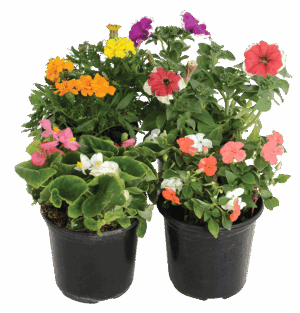 Instant Colour Bags and Pots