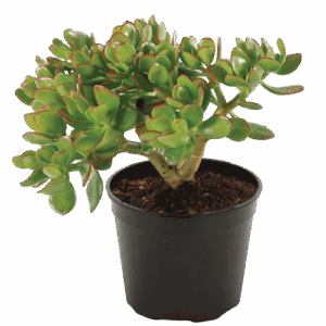 Crassula Ovata Red Edged