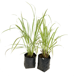 Cymbopogon Citratus