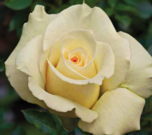 Rose 'Delicate Beauty'